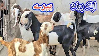 || Gulabi ablak || Black Panda || Rajanpuri bakray || Shera print||