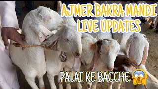 18 November ajmer bakra mandi live updates//Goat market cover with price //Rajasthan biggest mandi