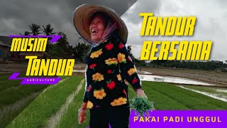 musim tanam padi dan suasana riuh buruh tani