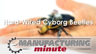 Manufacturing Minute: Hard-Wired Cyborg Beetles