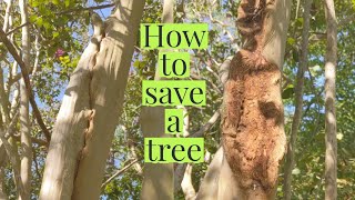 How to save a tree | Best Home Owners Tip | This Is Why You Inspect Your Trees #trees #tree