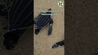 Sea Turtle Facts + Fun Facts for Kids 🐢🐢 #education #turtle #shorts