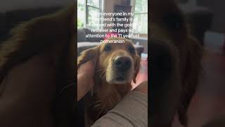 Obsessed With The Golden Retriever tiktok lauryncoelho