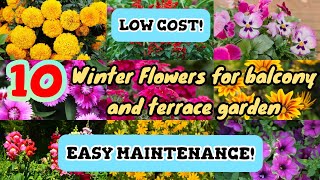 10 winter flowers for balcony and terrace garden | Low cost | Easy maintenance | Detailed video #fyp