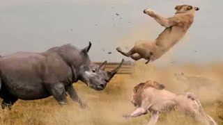 Rhino bravely fought back both the Lions and the Leopard. Who will win ?