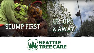 Crane tree removal of HUGE bigleaf maple after storm knocks it down