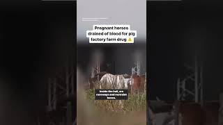 SHOCKING: Horses Drained of Blood for Pig Farm Drug