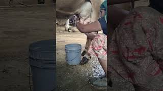 cow milking process by hand