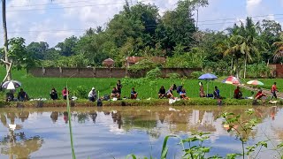 KEUKEUH GURAMEH .. EMPANGNYA BAGUS TAPI...!! IKAN GURAMEH NYA SANGAT DILUAR DUGAAN