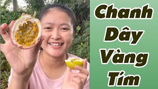 Chanh Dây Vàng Và Tím Loại Nào Ngon Hơn #shorts