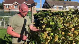 Pruning Picking Chipping - Polka Raspberries