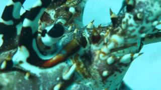 Caribbean, spiny lobster (Bonaire)