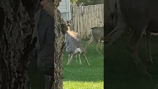 DEER  ACTING A FOOL ON MY FRONT PORCH! YOU MUST SEE 😂😂😆 #funny #deer #oregon #fyp #fypシ゚viral