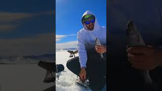 Ice fishing for Cutthroat Trout!! #shorts #icefishing