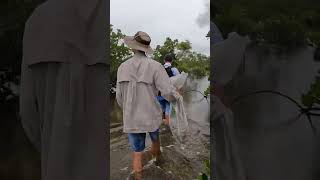 Mud Crabbing #shorts