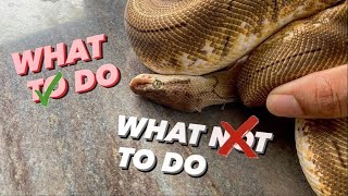 Snake STUCK SHED - What TO DO / What NOT TO DO !