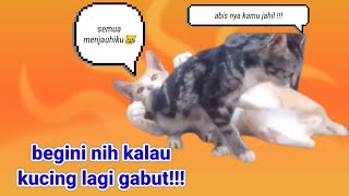 kucing lagi gabut!!!