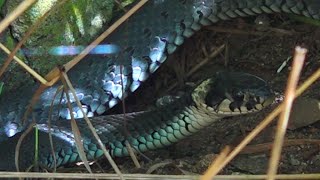 Grass snake living in the cellar