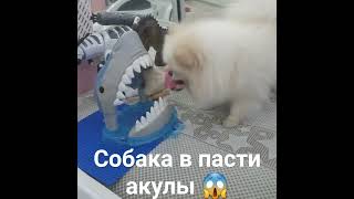 Невероятная собака-спасатель вырвала друга из пасти акулы 🦈