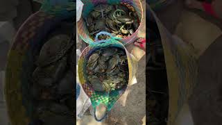 FRESH CRABS #yummy #viralvideo #viralshorts #trending #trendingshorts