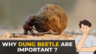 How Dung Beetles Clean Our Ecosystem | The Planet Voice