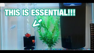 QUARANTINE FISH TANK - WHY YOU NEED THEM