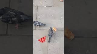 Classy pigeon #travel #music #london