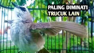 trucukan gacor EMOSI ROPEL PANJANG pancingan trucukan agar bunyi JADIKAN burung trucukan gacor