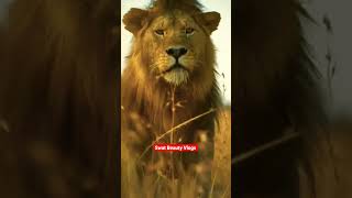 @SwatBeautyVlogs #eagle vs #lion #fight #roaringlion #turkeyearthquake2023