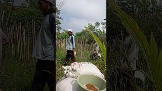 Kekompakan Bapak-bapak Petani Kerja Bakti Langsir Material