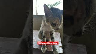 Si Meong Minta Jatah,#shorts