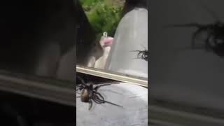 Esto sucede CUANDO una ARAÑA se ve en el ESPEJO.. 🕷️🤔 #Shorts