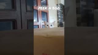 PEEK-A-BOO HOOMAN