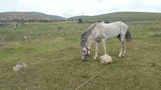 Ardahan Bayramoğlu markaköy kora yayla