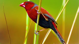 Beautiful Relaxing Piano Music for Stress Relief with Birds Singing | Bird Sounds