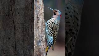 Fakta Menarik Tentang Burung Pelatuk #shorts #faktaunik #faktamenarik #faktapopuler #fyp