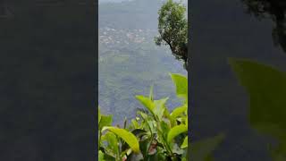 Tea gardens of Ooty