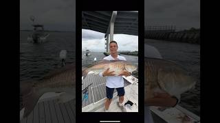 Big Bull Reds on Light Tackle!!!#redfish #bigfish #bridgefishing