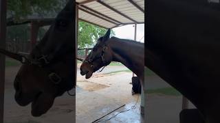 HORSE WITH HIVES! Watch the before and after 😮 🐜 #pemf #hives #horses #horsecare