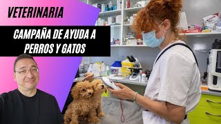 Campaña ayuda a perros y gatos