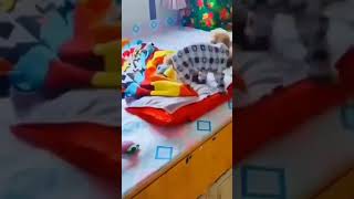 Another Funny Dog Video "Dog Puppy bedtime love"