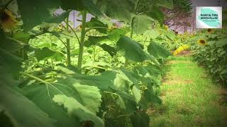 Sunflower field videography| Agriculture Unravelled