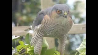 Sparrowhawk May 2019