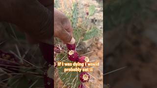 Wild cactus #wildlife #camping #food #servival