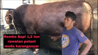 Sapi Jumbo 1,2 ton rawatan petani || Asli karanganyar jawa tengah #sapijumbo #sapi1ton #sapikontes