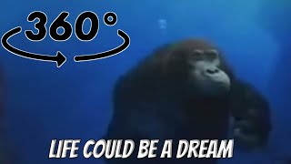 Meme Life Could be a dream VR 360