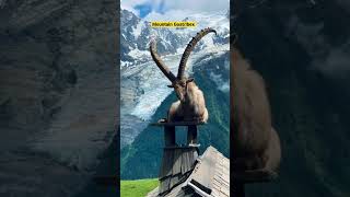 Ibex/ #Mountain goat/ #Himalayan #snow goat #shorts