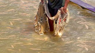 Fisherman Cast Net Fishing Real Life Amazing Fishing At Countryside.(Episode 123)