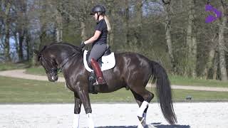 Styrk galoppen med pirouetter - del II / Develop the canter with pirouettes - part II