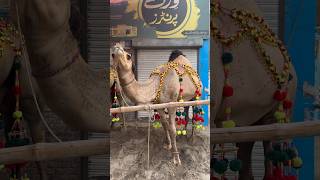 Mashallah beautiful Camel 🐫 #shorts #viral #bakramandi #camels #eidspecial